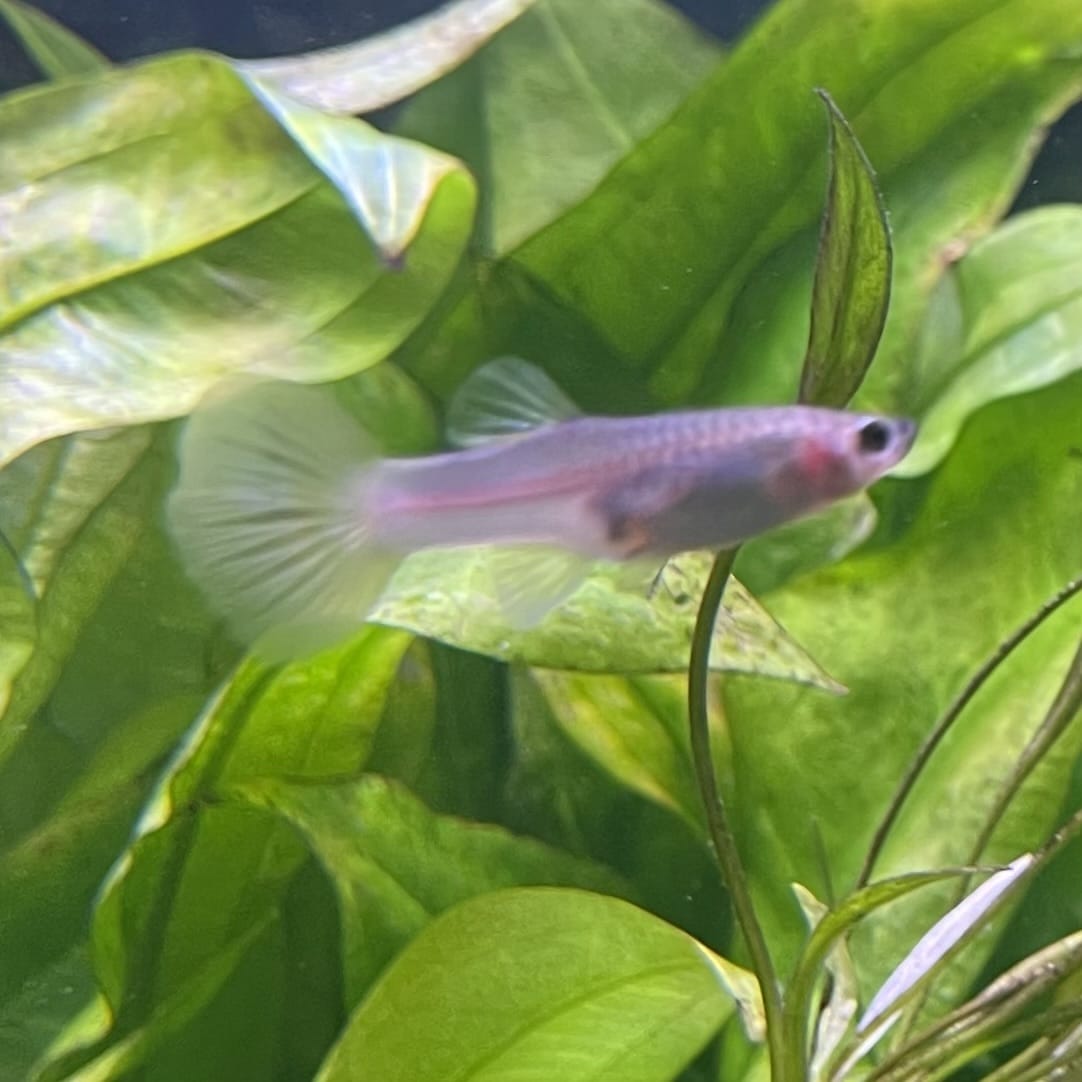 the-fish-farm Guppy Bumble Bee Guppy - Female 3-4cm Buy Bumble Bee Guppy Female direct from The Fish Farm