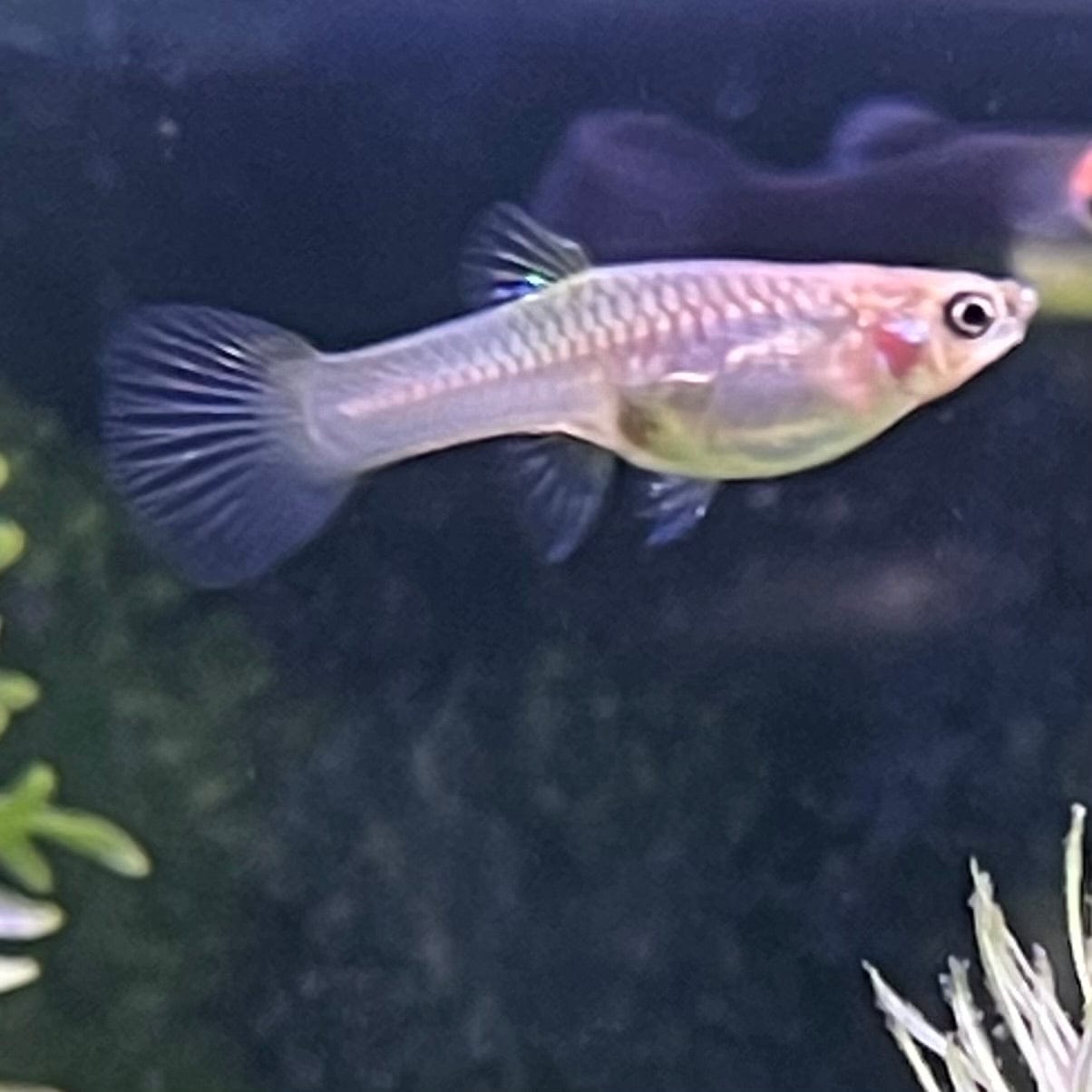 the-fish-farm Guppy Calico Lyretail Guppy - Female 3-4cm Buy Calico Lyretail Guppy - Females from The Fish Farm Australia