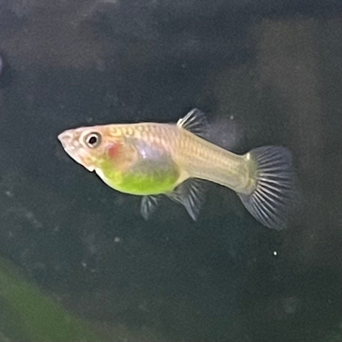the-fish-farm Guppy Calico Lyretail Guppy - Female 3-4cm Buy Calico Lyretail Guppy - Females from The Fish Farm Australia