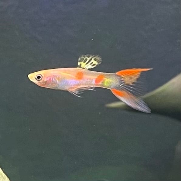 the-fish-farm Guppy Calico Lyretail Guppy - Male 3-4cm Buy Calico Lyretail Guppy - Male from The Fish Farm Australia