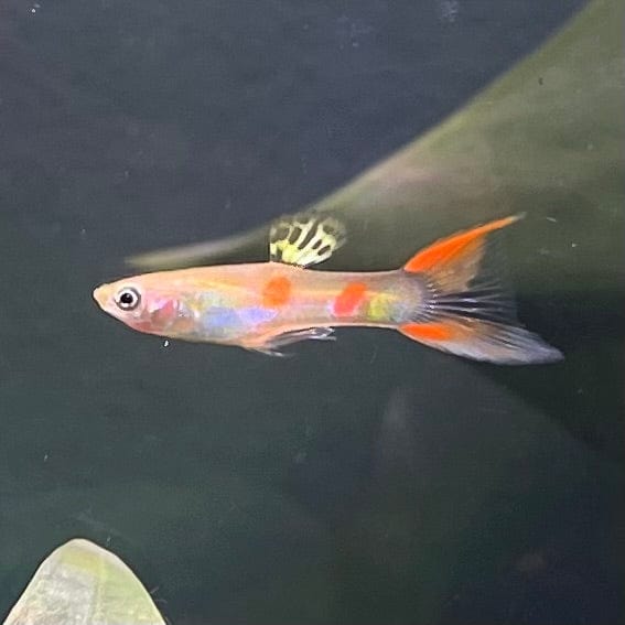 the-fish-farm Guppy Calico Lyretail Guppy - Male 3-4cm Buy Calico Lyretail Guppy - Male from The Fish Farm Australia