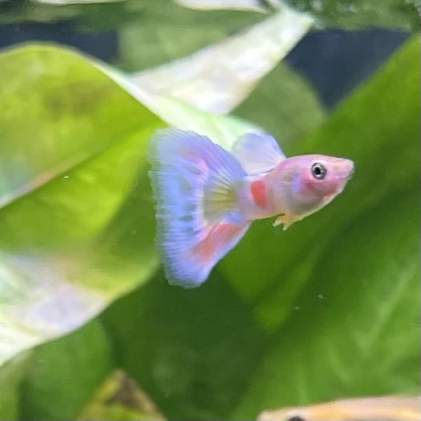 the-fish-farm Guppy Citrus Yellow Guppy - Male 3-4cm Buy Aquarium Fish and Male Citrus Yellow Guppies The Fish Farm Australia