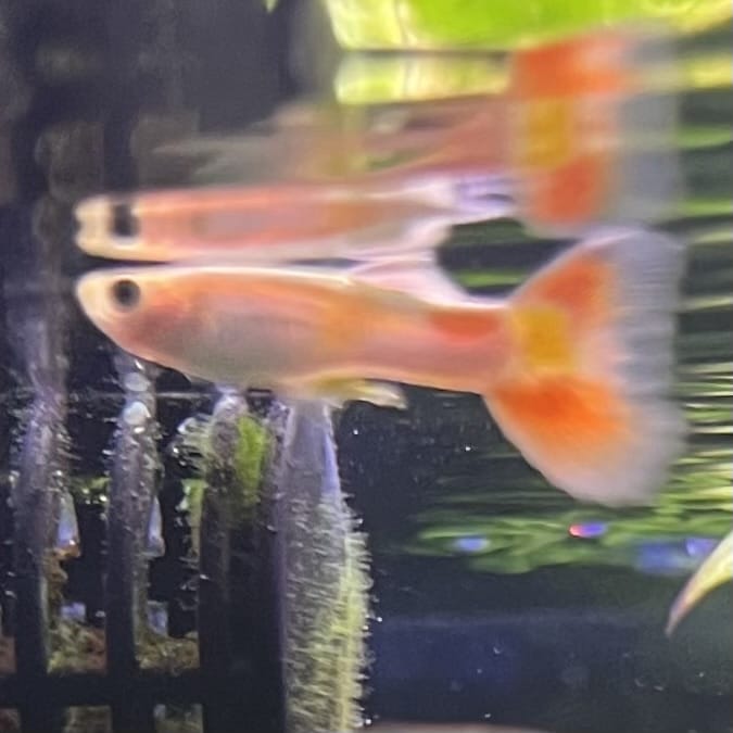 the-fish-farm Guppy Citrus Yellow Guppy - Male 3-4cm Buy Aquarium Fish and Male Citrus Yellow Guppies The Fish Farm Australia