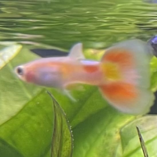 the-fish-farm Guppy Citrus Yellow Guppy - Male 3-4cm Buy Aquarium Fish and Male Citrus Yellow Guppies The Fish Farm Australia