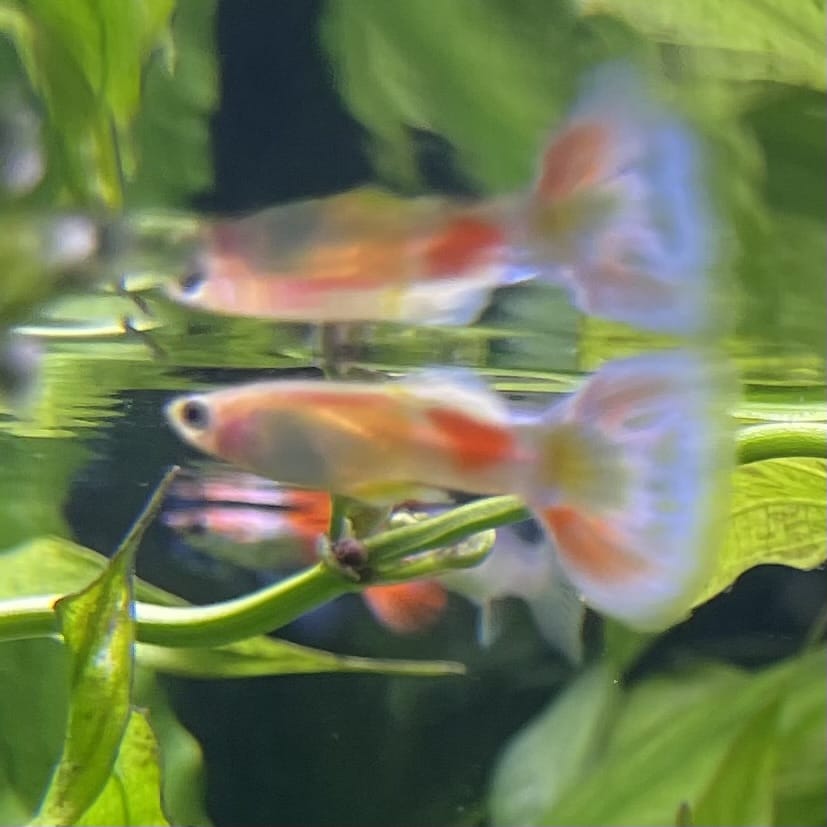 the-fish-farm Guppy Citrus Yellow Guppy - Male 3-4cm Buy Aquarium Fish and Male Citrus Yellow Guppies The Fish Farm Australia