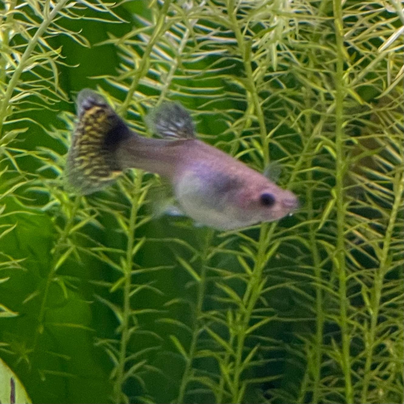 the-fish-farm Guppy Cobra Guppy - Female Assorted Colour 3-4cm Choose Female Assorted Cobra Guppy from The Fish Farm Australia