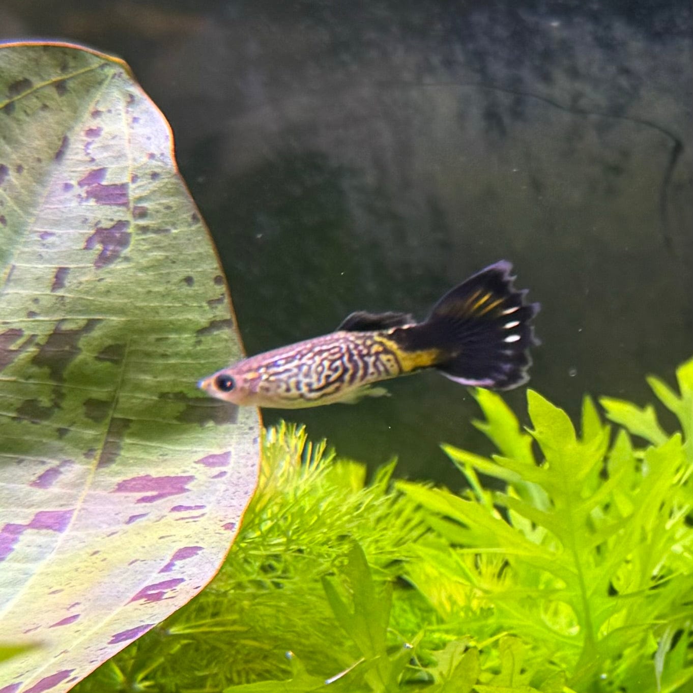 the-fish-farm Guppy Cobra Guppy - Male Blue 3cm Male Blue Cobra 3cm - The Fish Farm