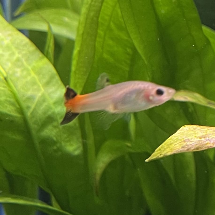 the-fish-farm Guppy Coral Tail Guppy - Female 3-4cm Buy aquarium fish and female Coral Tail Guppies from The Fish Farm