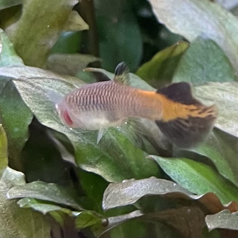 the-fish-farm Guppy Coral Tail Guppy - Female 3-4cm Buy aquarium fish and female Coral Tail Guppies from The Fish Farm