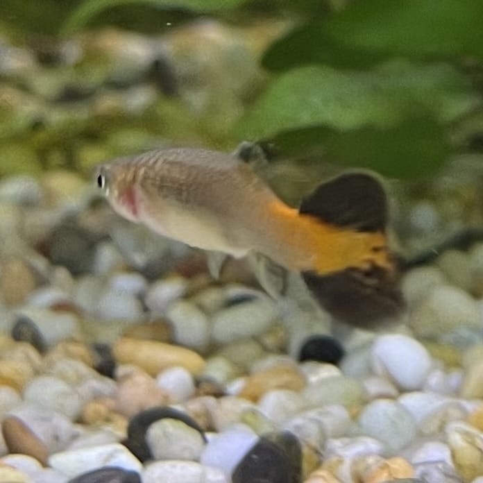 the-fish-farm Guppy Coral Tail Guppy - Female 3-4cm Buy aquarium fish and female Coral Tail Guppies from The Fish Farm