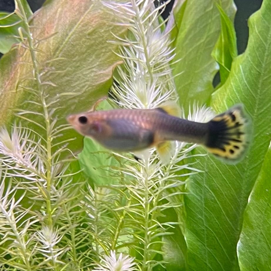 the-fish-farm Guppy Dragon Guppy - Female 3-4cm Buy Female Dragon Guppy shipped direct from The Fish Farm Australia