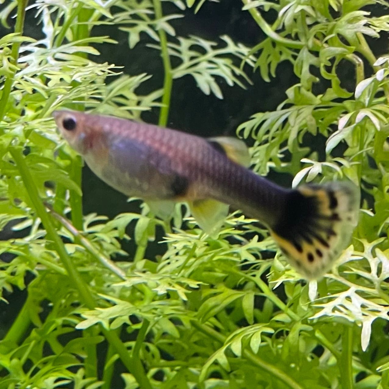 the-fish-farm Guppy Dragon Guppy - Female 3-4cm Buy Female Dragon Guppy shipped direct from The Fish Farm Australia