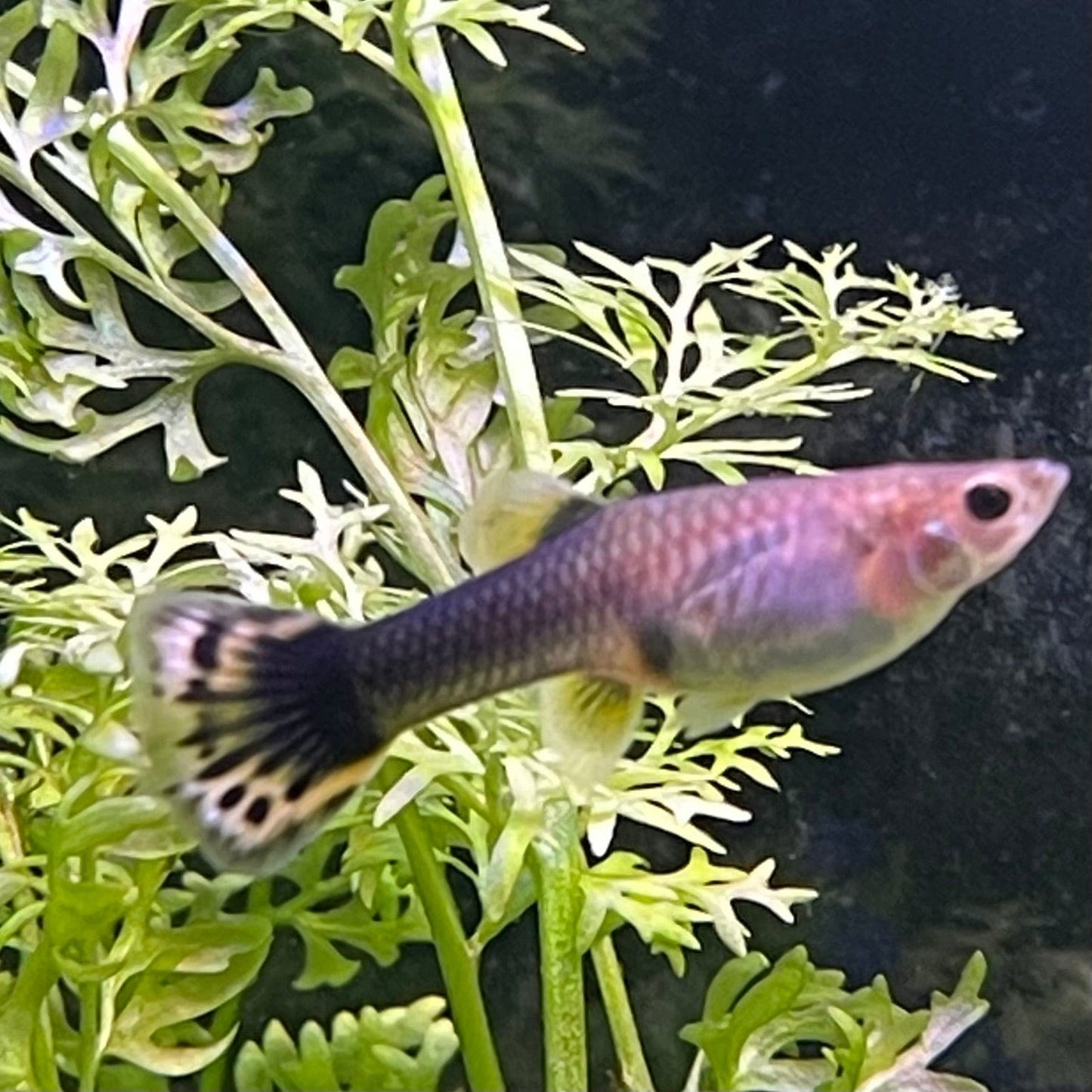 the-fish-farm Guppy Dragon Guppy - Female 3-4cm Buy Female Dragon Guppy shipped direct from The Fish Farm Australia