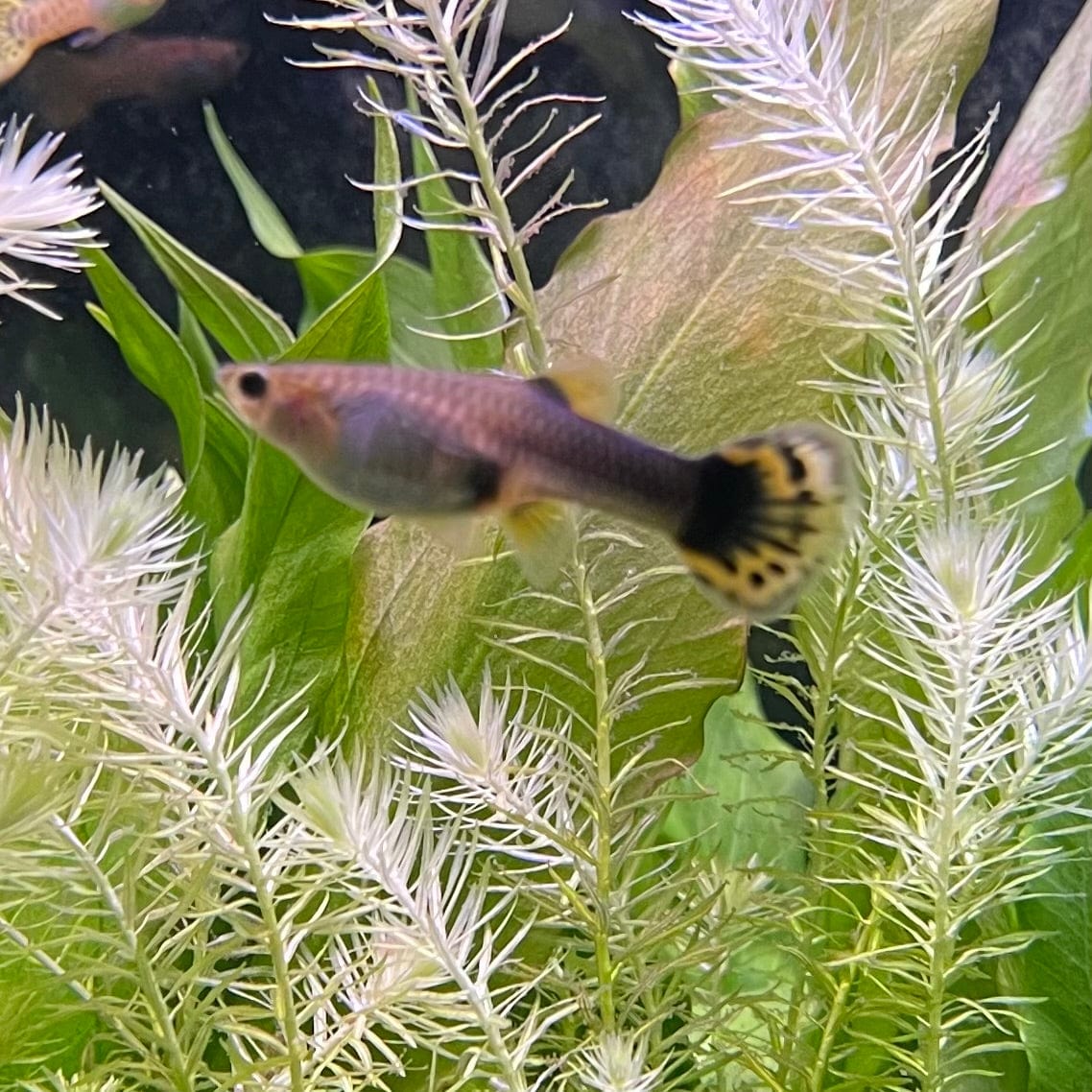 the-fish-farm Guppy Dragon Guppy - Female 3-4cm Buy Female Dragon Guppy shipped direct from The Fish Farm Australia