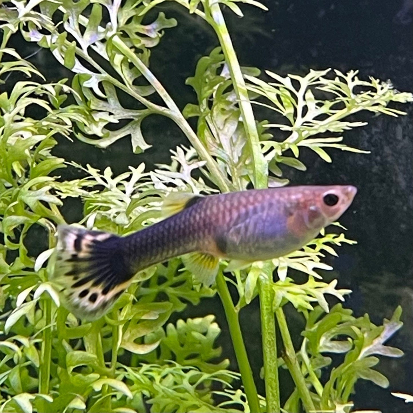 the-fish-farm Guppy Dragon Guppy - Female 3-4cm Buy Female Dragon Guppy shipped direct from The Fish Farm Australia