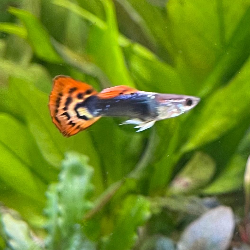 the-fish-farm Guppy Dragon Tail Guppy - Male 3-4cm Buy Dragon Tail Guppy - Male from The Fish Farm Australia