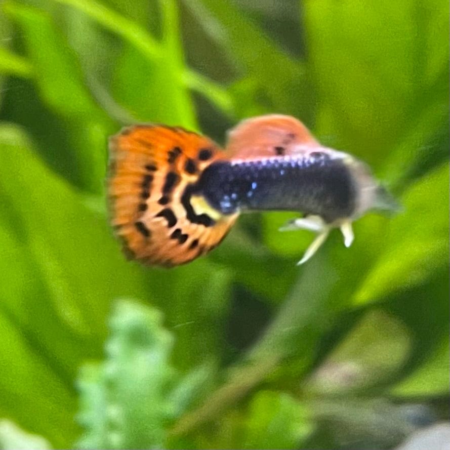 the-fish-farm Guppy Dragon Tail Guppy - Male 3-4cm Buy Dragon Tail Guppy - Male from The Fish Farm Australia