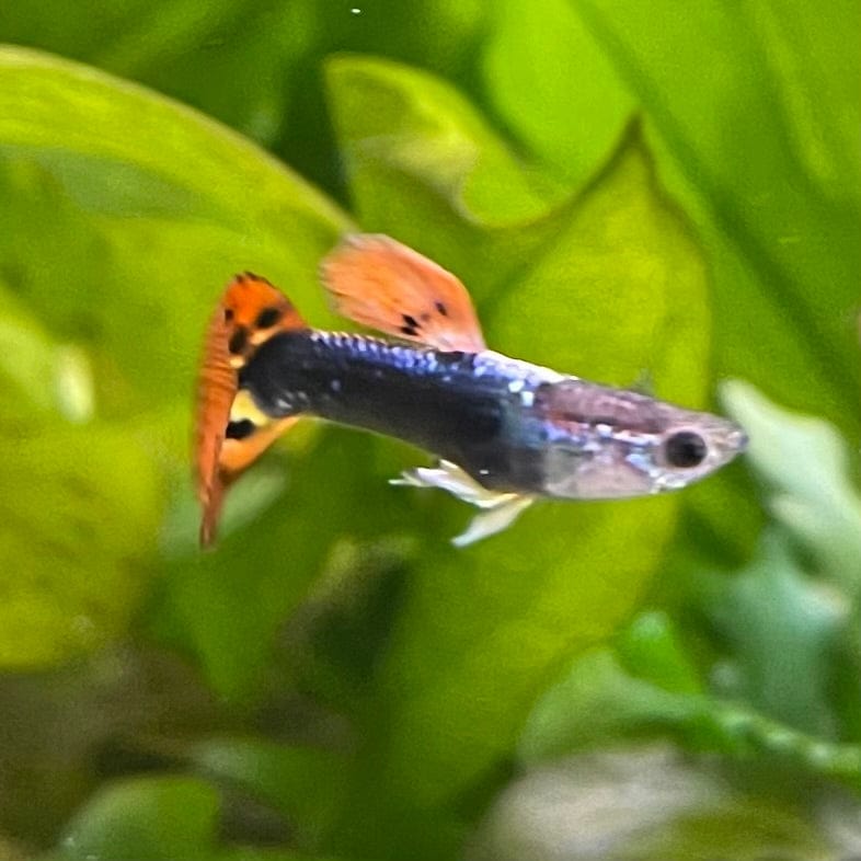the-fish-farm Guppy Dragon Tail Guppy - Male 3-4cm Buy Dragon Tail Guppy - Male from The Fish Farm Australia