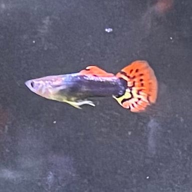 the-fish-farm Guppy Dragon Tail Guppy - Male 3-4cm Buy Dragon Tail Guppy - Male from The Fish Farm Australia