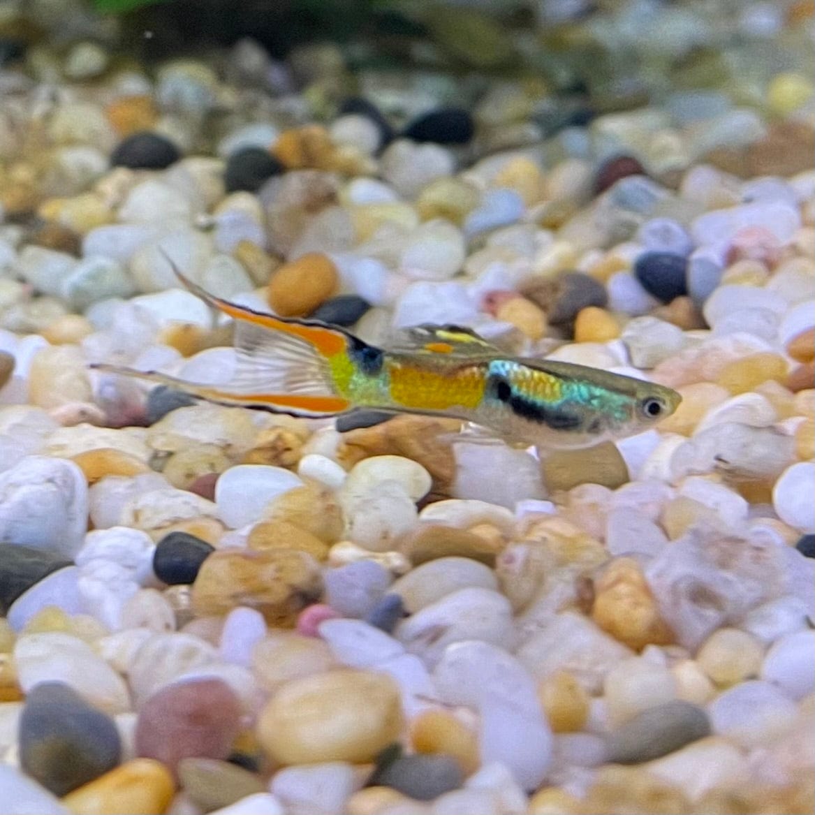 the-fish-farm Guppy Endler Guppy - Assorted Colour Male 2-2.5cm Buy Assorted Male Endler Guppy from The Fish Farm
