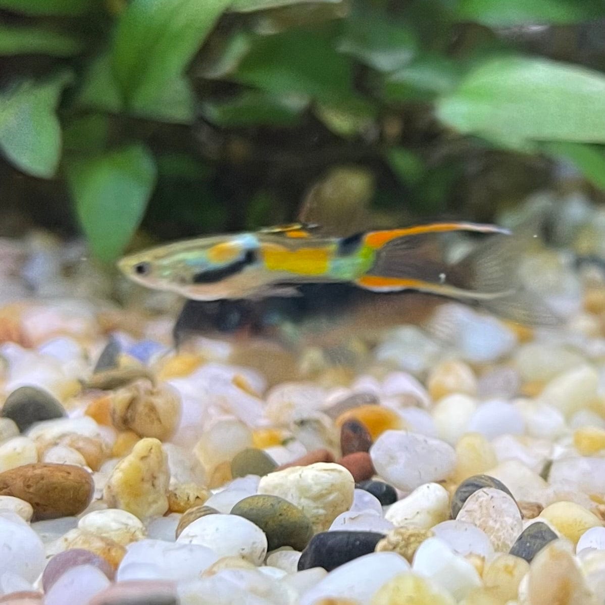 the-fish-farm Guppy Endler Guppy - Assorted Colour Male 2-2.5cm Buy Assorted Male Endler Guppy from The Fish Farm