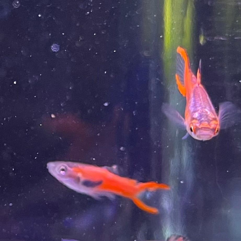 the-fish-farm Guppy Endler Guppy - Assorted Colour Male 2cm Endler Guppy-Assorted Male 3.5cm - The Fish Farm