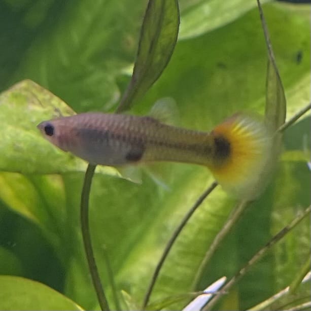 the-fish-farm Guppy Flame Guppy - Female 3-4cm Buy aquarium fish and female Flame Guppies from The Fish Farm