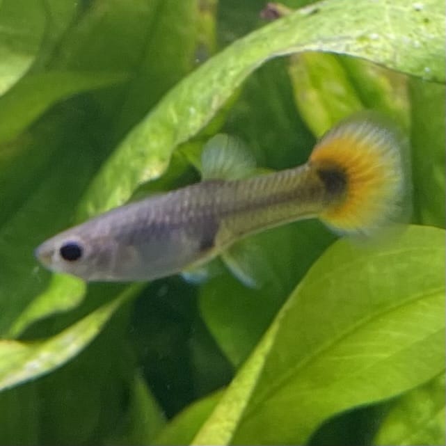 the-fish-farm Guppy Flame Guppy - Female 3-4cm Buy aquarium fish and female Flame Guppies from The Fish Farm