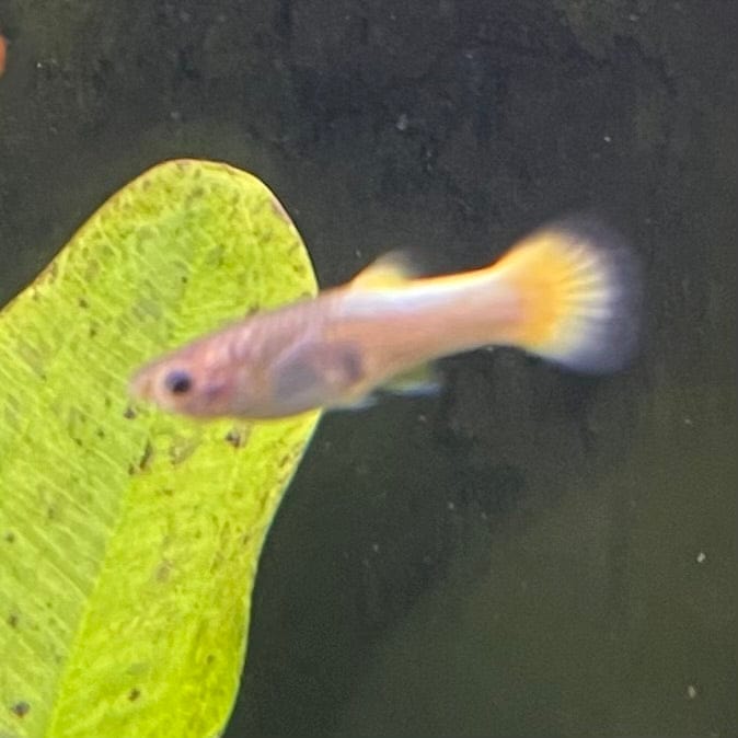 the-fish-farm Guppy German Yellow Guppy - Female 3-4cm Buy German Yellow Guppy - Females from The Fish Farm Australia