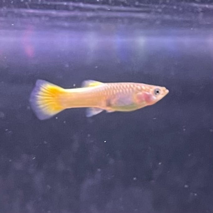 the-fish-farm Guppy German Yellow Guppy - Female 3-4cm Buy German Yellow Guppy - Females from The Fish Farm Australia