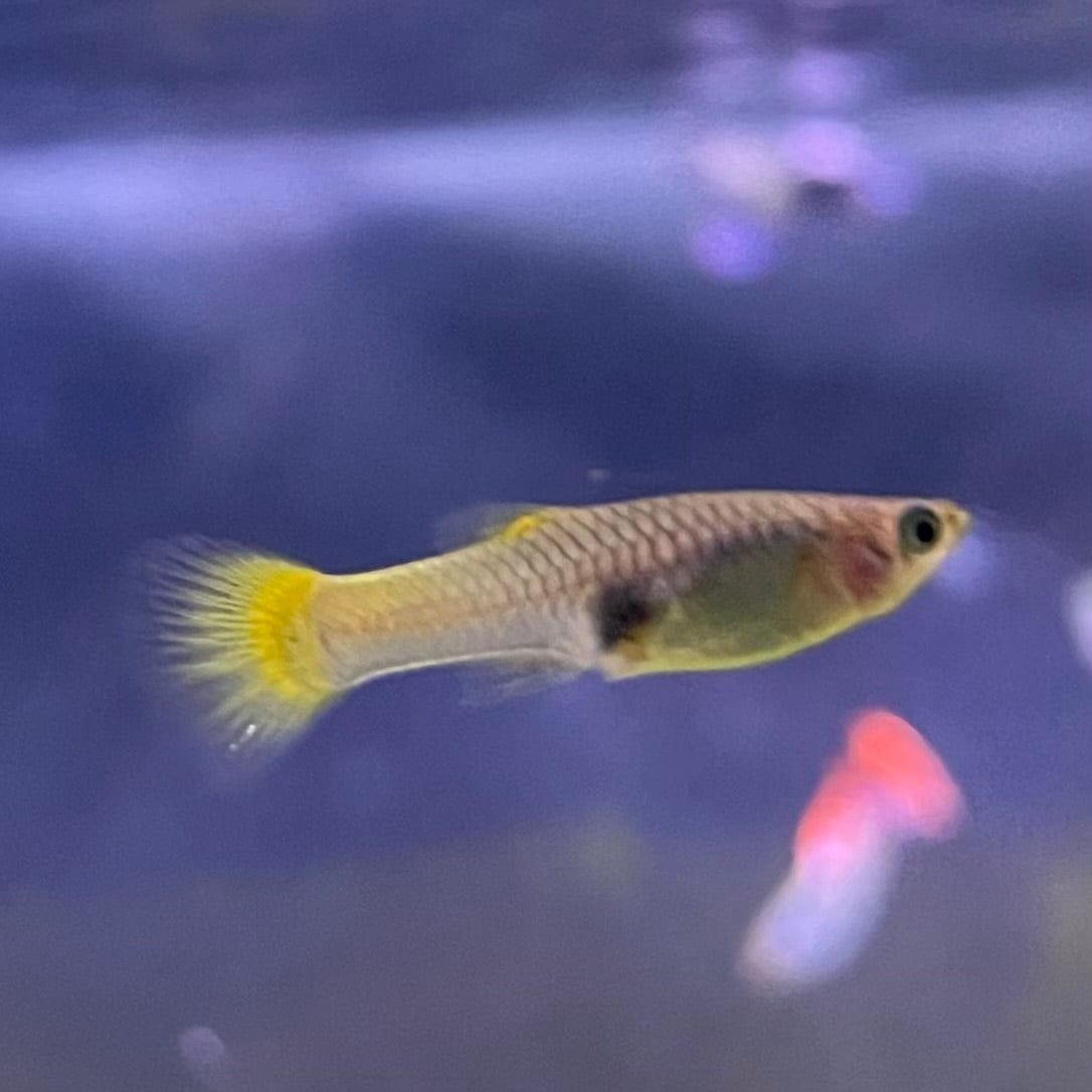 the-fish-farm Guppy German Yellow Guppy - Female 3-4cm Buy German Yellow Guppy - Females from The Fish Farm Australia