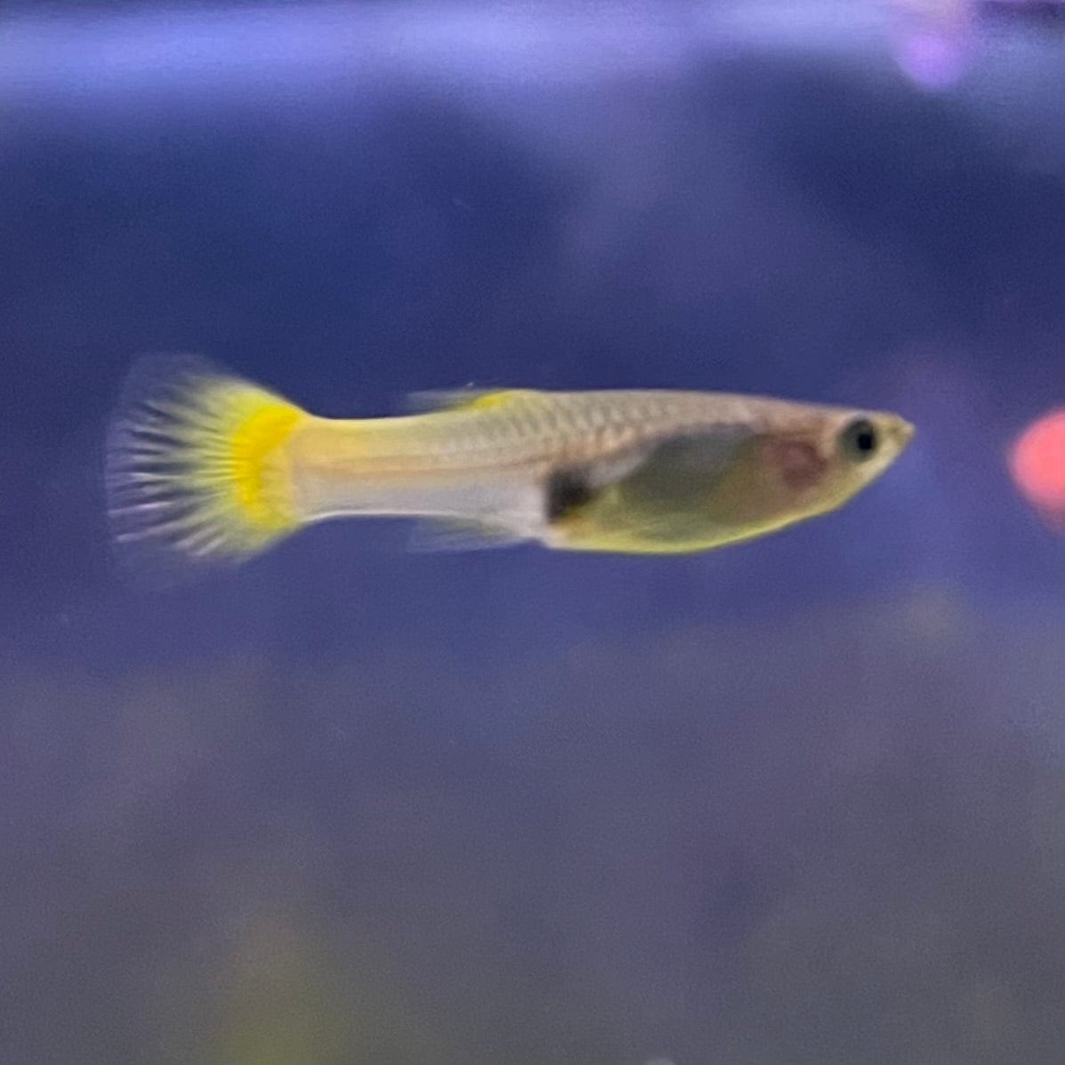 the-fish-farm Guppy German Yellow Guppy - Female 3-4cm Buy German Yellow Guppy - Females from The Fish Farm Australia