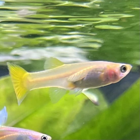 the-fish-farm Guppy Golden Cobra Guppy - Female 3-4cm Buy aquarium fish and Golden Cobra female Guppies from The Fish Farm