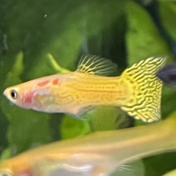 the-fish-farm Guppy Golden Cobra Guppy - Male 3-4cm Buy Golden Cobra Guppy - Male from The Fish Farm Australia