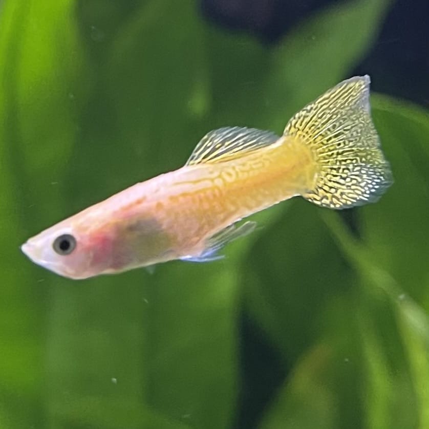 the-fish-farm Guppy Golden Cobra Guppy - Male 3-4cm Buy Golden Cobra Guppy - Male from The Fish Farm Australia