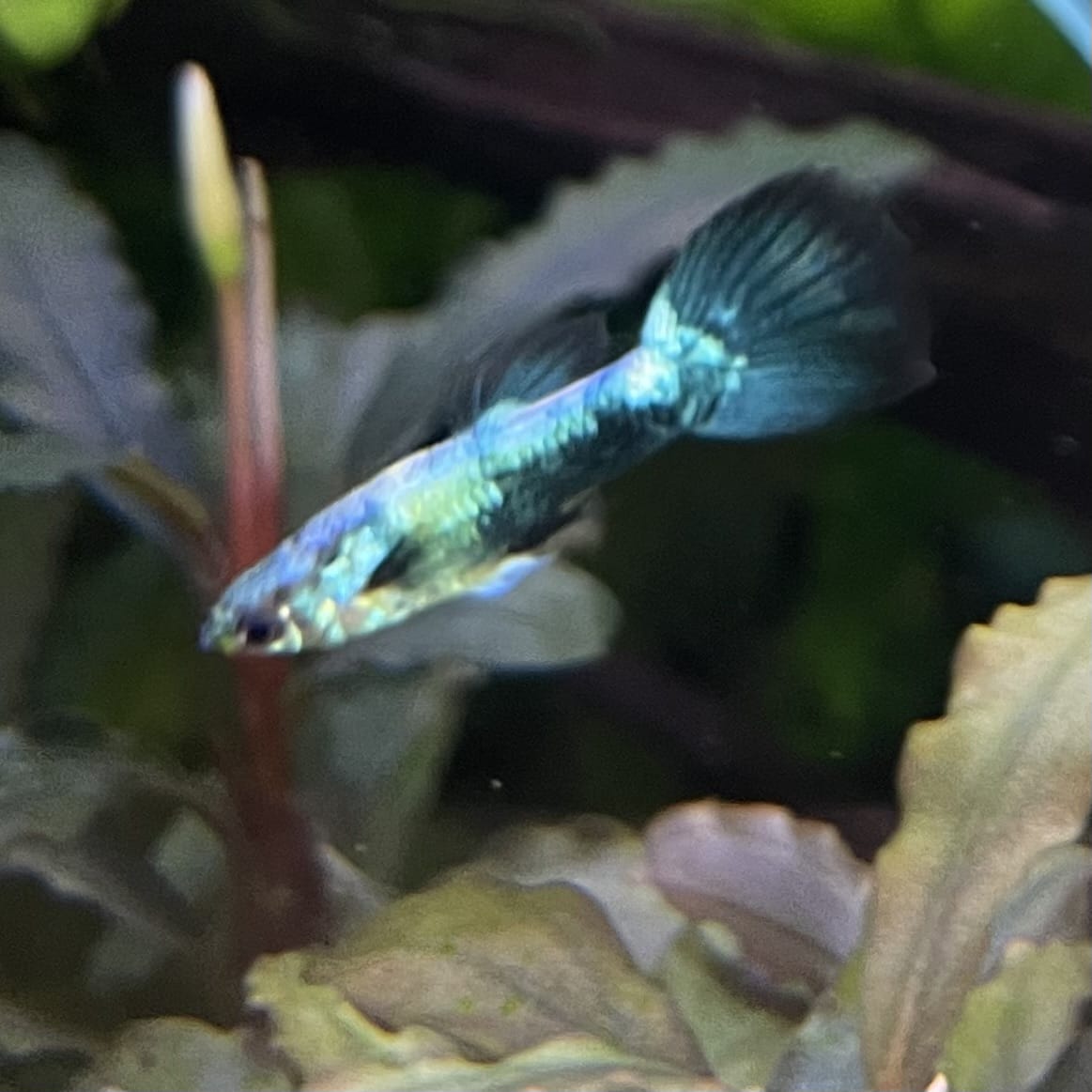 the-fish-farm Guppy Golden Crow Guppy - Male 3-4cm Buy Golden Crow Guppy - Male from The Fish Farm Australia