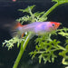 the-fish-farm Guppy Golden Koi Guppy - Female 3-4cm Buy Female Golden Koi Guppy shipped direct from The Fish Farm Australia