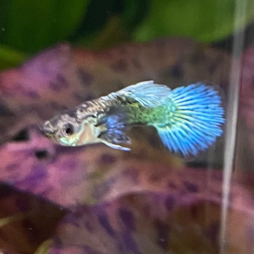 the-fish-farm Guppy Green Dragon Mosiac Guppy - Male 3-4cm Buy Male Green Dragon Mosaic Guppy from The Fish Farm Australia