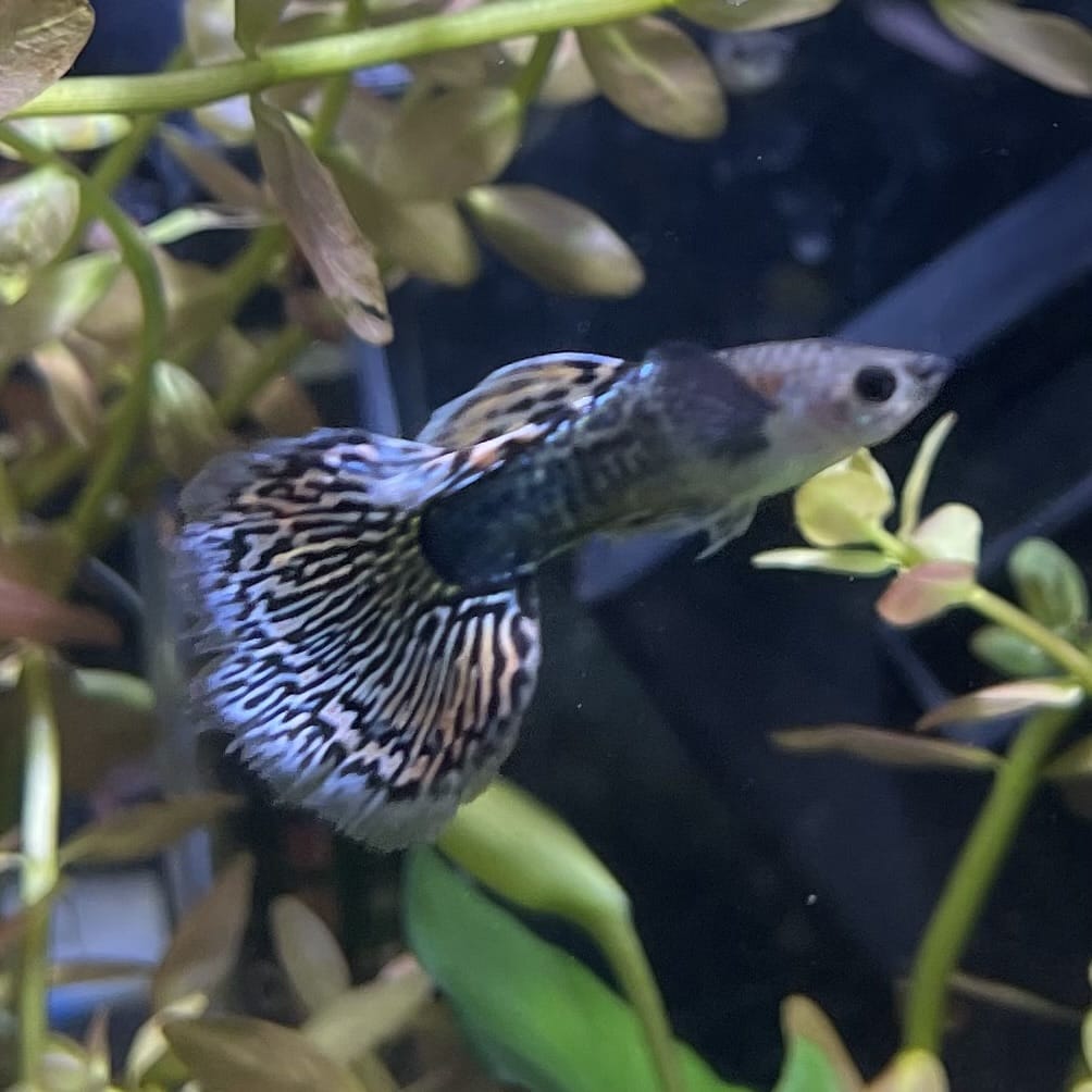 the-fish-farm Guppy Green Dragon Mosiac Guppy - Male 3-4cm Buy Male Green Dragon Mosaic Guppy from The Fish Farm Australia
