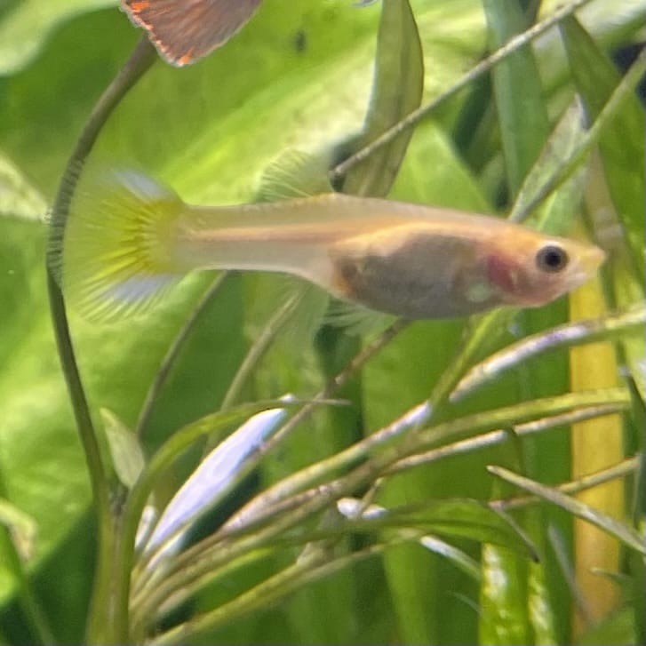 the-fish-farm Guppy Green Scissortail Guppy - Female 3-4cm Buy aquarium fish and Green Scissortail female Guppies from The Fish Farm