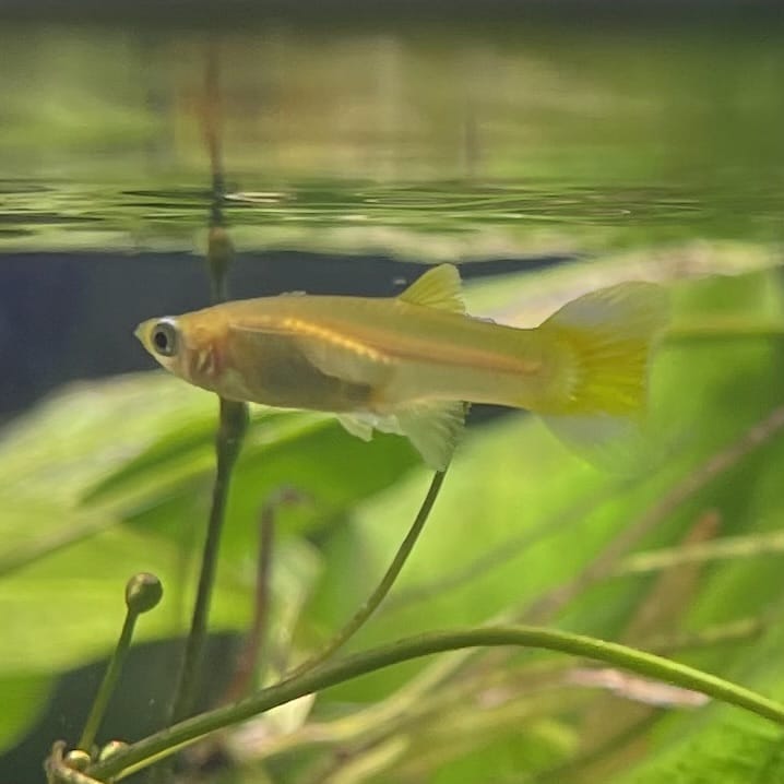 the-fish-farm Guppy Green Scissortail Guppy - Female 3-4cm Buy aquarium fish and Green Scissortail female Guppies from The Fish Farm