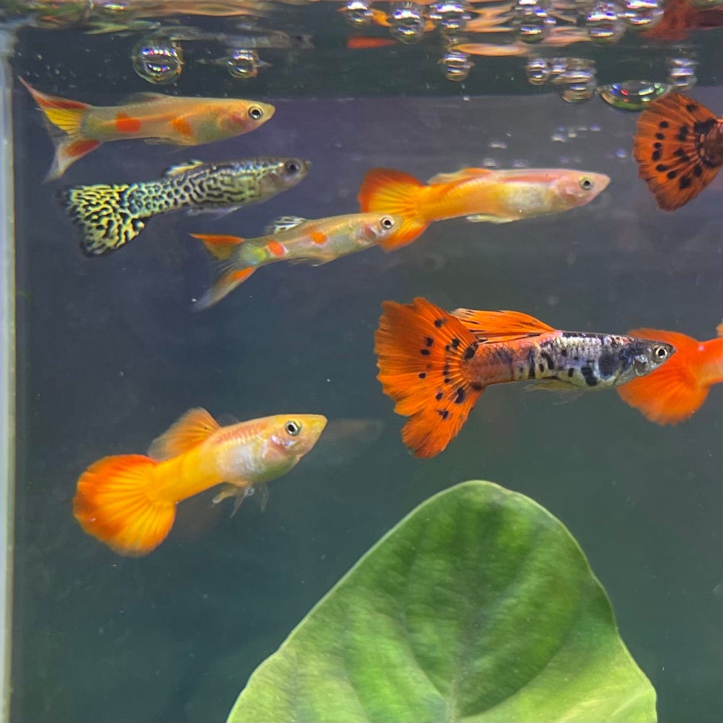 the-fish-farm Guppy Guppy Male - Assorted Colours 3-4cm Guppy Male 3.5cm Assorted Colours - The Fish Farm