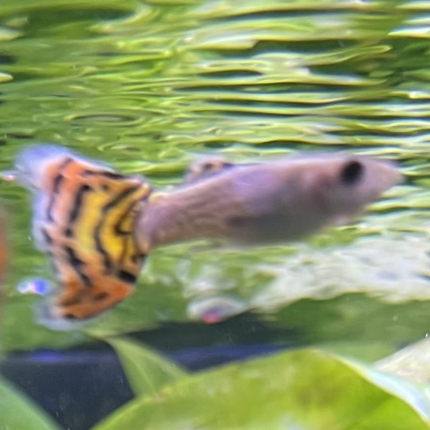 the-fish-farm Guppy Leopard Cobra Guppy - Male 3-4cm Buy Leopard Cobra Guppy - Male from The Fish Farm Australia
