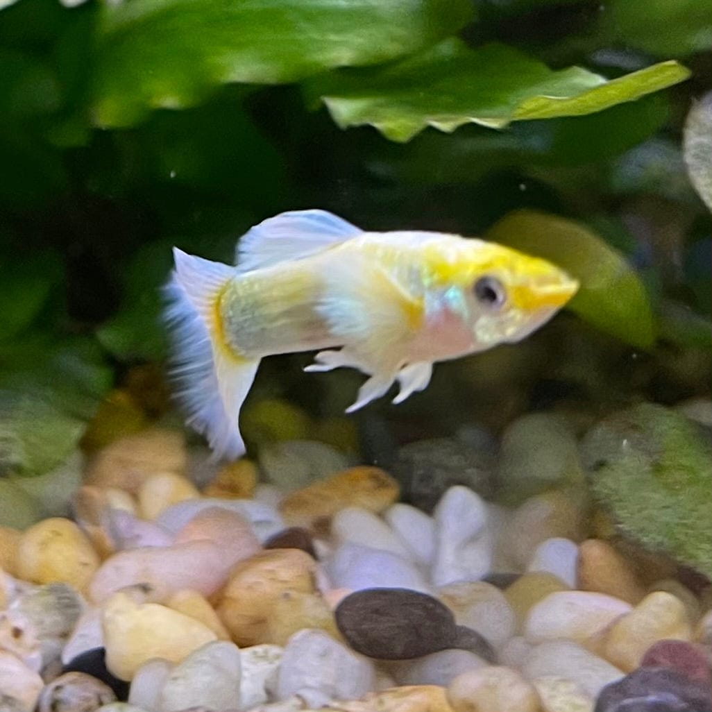 the-fish-farm Guppy Luminous White Guppy - Male 3-4cm Buy Luminous White Guppy - Male from The Fish Farm Australia