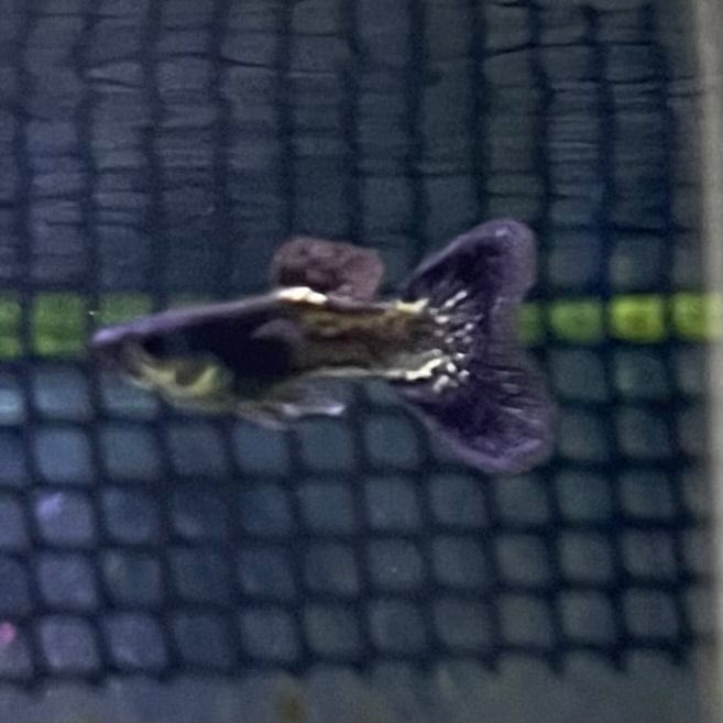 the-fish-farm Guppy Metallic Snakeskin Black Lace Guppy - Male 3-4cm Buy Male Metallic Snakeskin Black Lace Guppies from The Fish Farm Australia