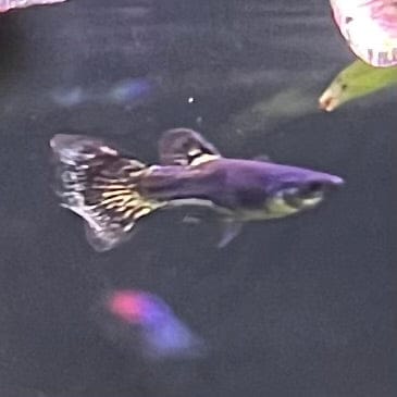 the-fish-farm Guppy Metallic Snakeskin Black Lace Guppy - Male 3-4cm Buy Male Metallic Snakeskin Black Lace Guppies from The Fish Farm Australia