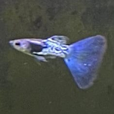 the-fish-farm Guppy Metallic Snakeskin BT Guppy - Male 3-4cm Buy Male Metallic Snakeskin BT Guppies from The Fish Farm Australia