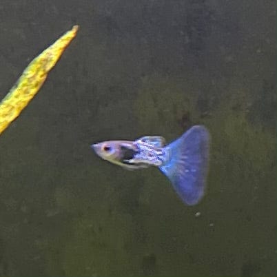 the-fish-farm Guppy Metallic Snakeskin BT Guppy - Male 3-4cm Buy Male Metallic Snakeskin BT Guppies from The Fish Farm Australia
