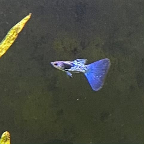 the-fish-farm Guppy Metallic Snakeskin BT Guppy - Male 3-4cm Buy Male Metallic Snakeskin BT Guppies from The Fish Farm Australia