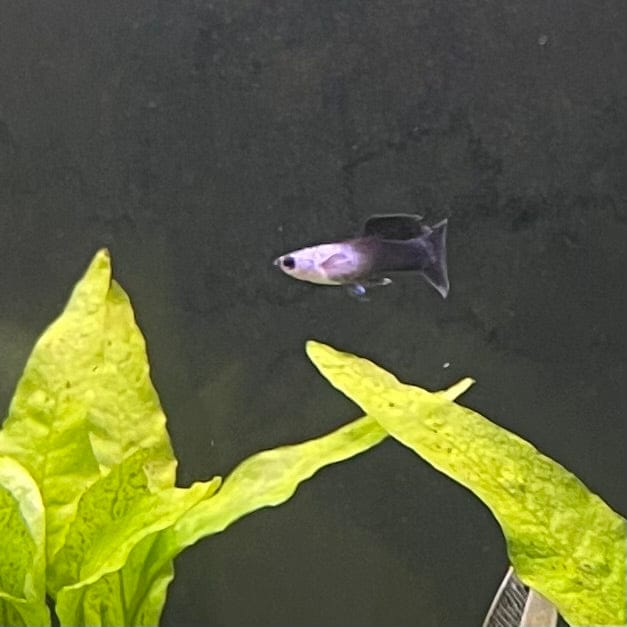 the-fish-farm Guppy Mini Panda Guppy - Male Buy Male Mini Panda Guppies from The Fish Farm Australia